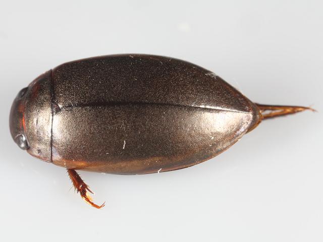 Ilybius fuliginosus Mud Dweller Predaceous Diving Beetle Coleoptera Images